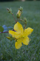 Hypericum oblongifolium (CC)